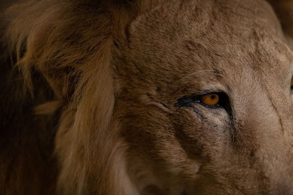 Detail image of a taxidermied lion at the Natural History Museum of Berlin.