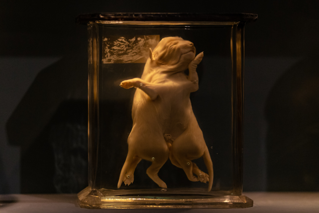 Mutant dog foetus of conjoined twins preserved at the Natural History Museum in Berlin.