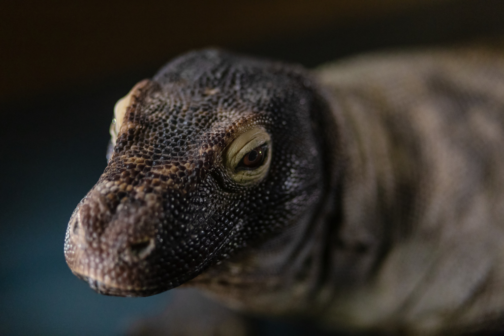 Nahaufnahme eines gut erhaltenen Komodowarans im Naturkundemuseum, Berlin.