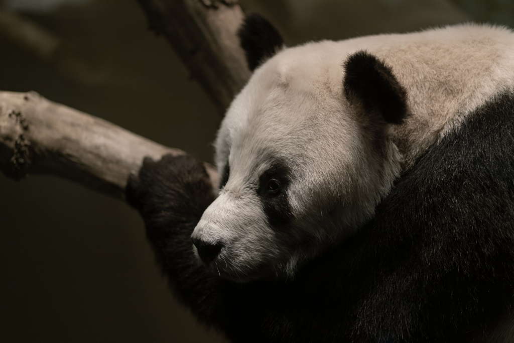 Photo of a taxidermied panda at the Natural History Museum of Berlin.